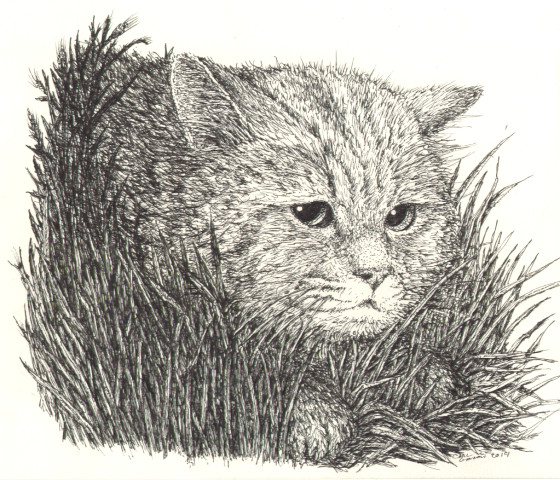Cat in the Grass