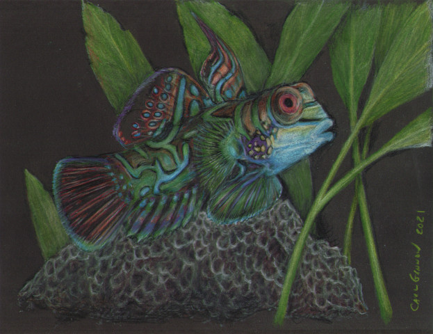 Colorful Fish 2021