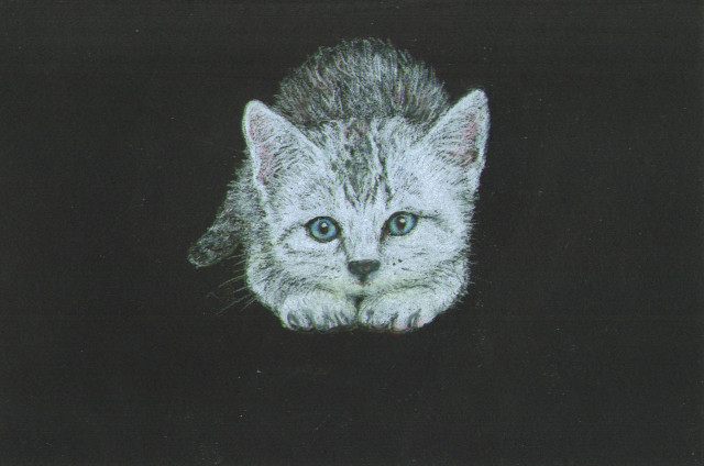 Kitten in the Dark
