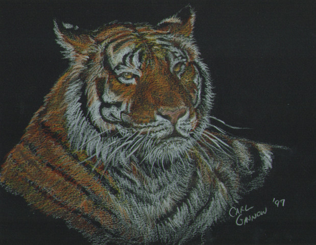 Tiger Sketch 1997