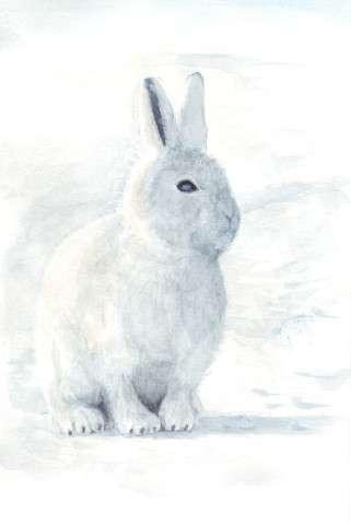 White Rabbit