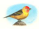 Bird Pencil Test