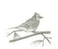 Bluejay Sketch