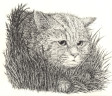 Cat in the Grass