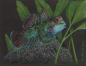 Colorful Fish Pencil Test