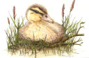 Duckling