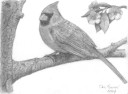Hospital Sketch 12 Cardinal