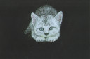 Kitten in the Dark