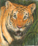 Tiger Pencil Test