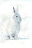 White Rabbit