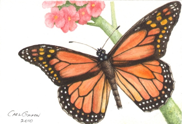Butterfly 2010