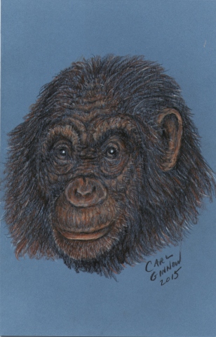 Chimp 2015