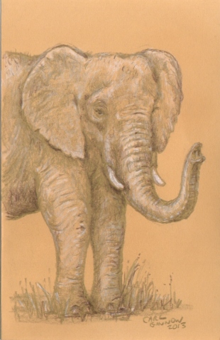 Elephant 2013