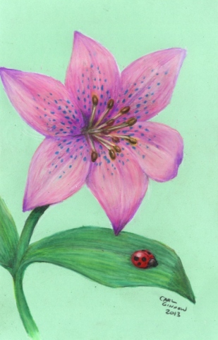 Ladybug 2013