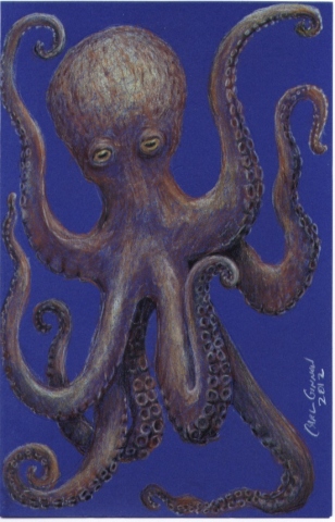 Octopus