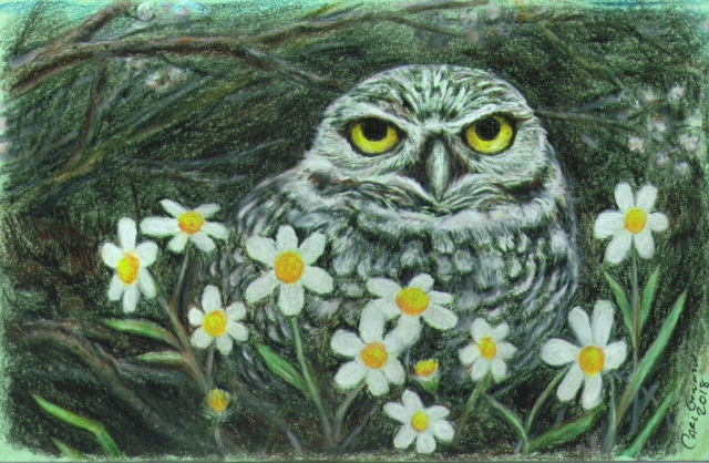 Owl in Daisies 2018