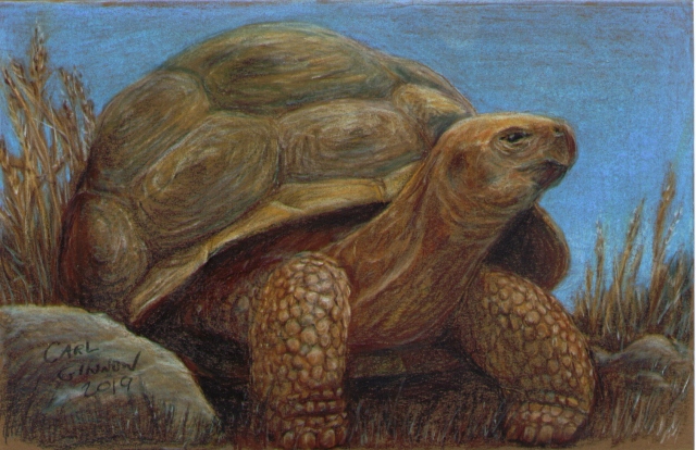 Tortoise 2019