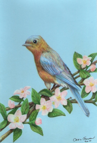 Bluebird