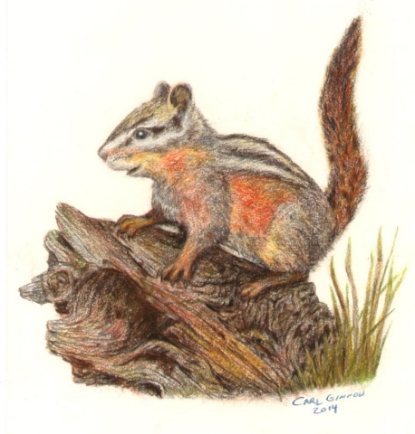 Chipmunk Stumped