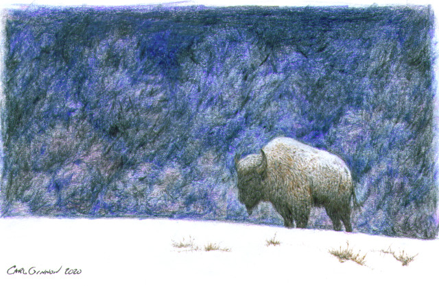 Bison