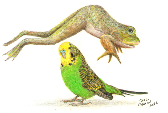 Budgie Jumping
