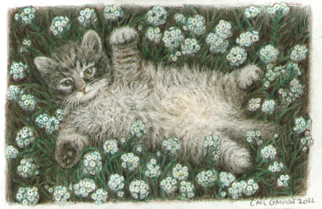 Kitten in Baby's Breath