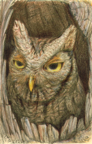 Owl in Tree