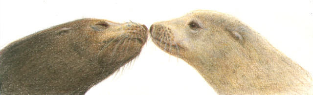 Sea Lions Kissing