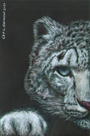 Snow Leopard
