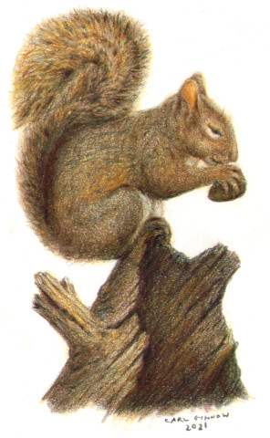 Squirrel on Stump