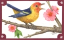 Bird 2011
