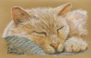Cat Sleeping