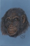 Chimp