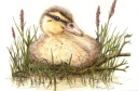 Duckling 2014