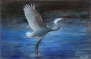 Egret