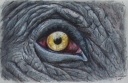 Elephant's Eye