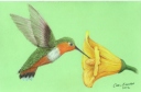 Hummingbird