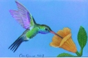 Hummingbird 2019