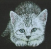 Kitten in the Dark