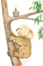 Koala 2015