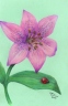 Ladybug