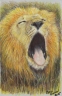 Lion 2015