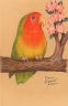 Lovebird