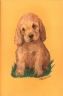 Lost Puppy