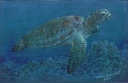 Sea Turtle
