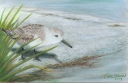 Shore Bird