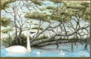 Swans
