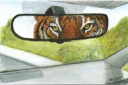 Tiger in the Mirror