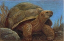 Tortoise
