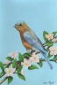 Bluebird